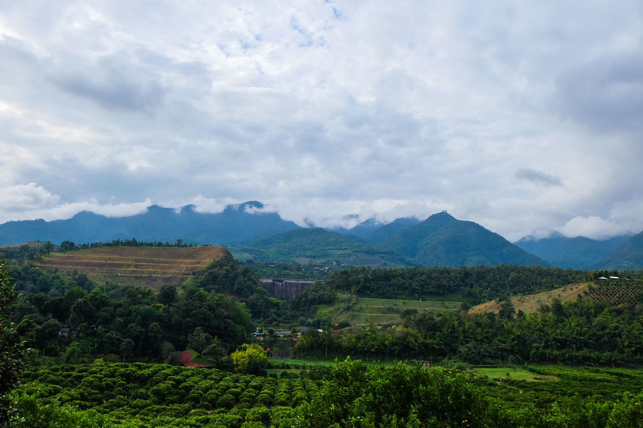 Scenic view of agricultural field against sky