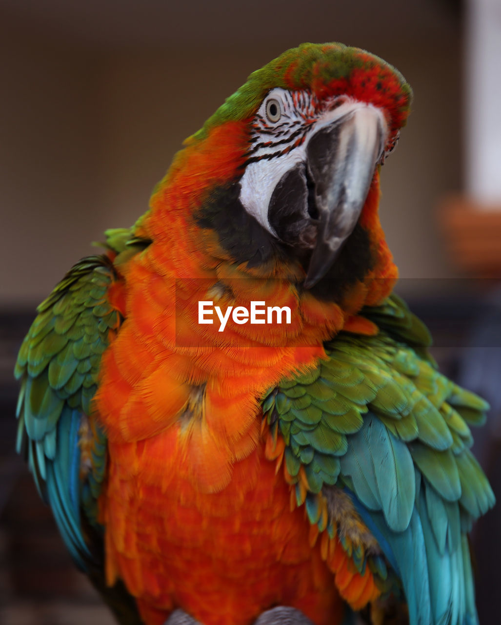 Close-up of parrot perching