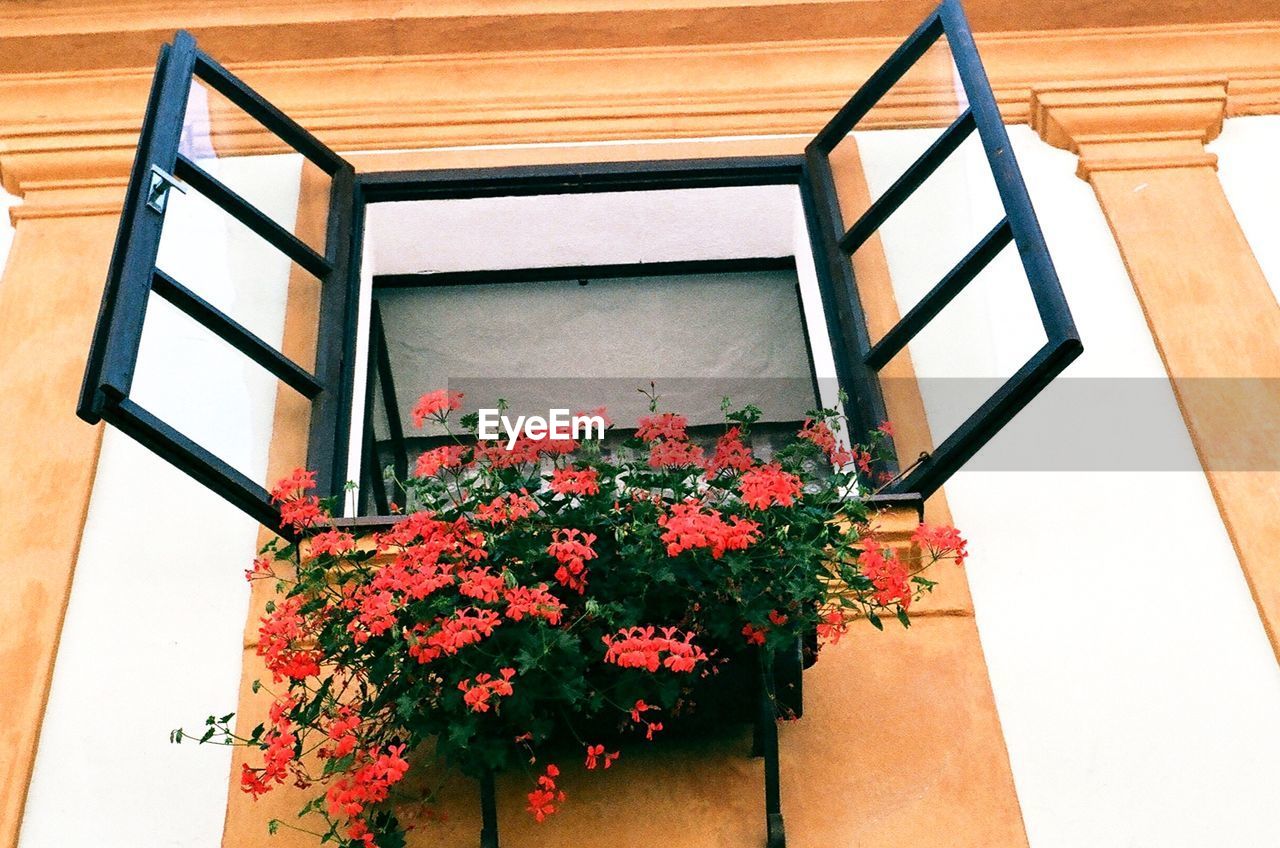 FLOWERS BLOOMING IN PLANT