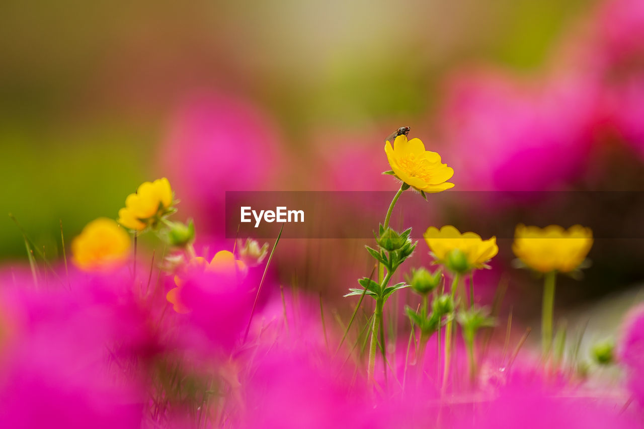 Close-up of pink flowering plant in rodnei mountains 