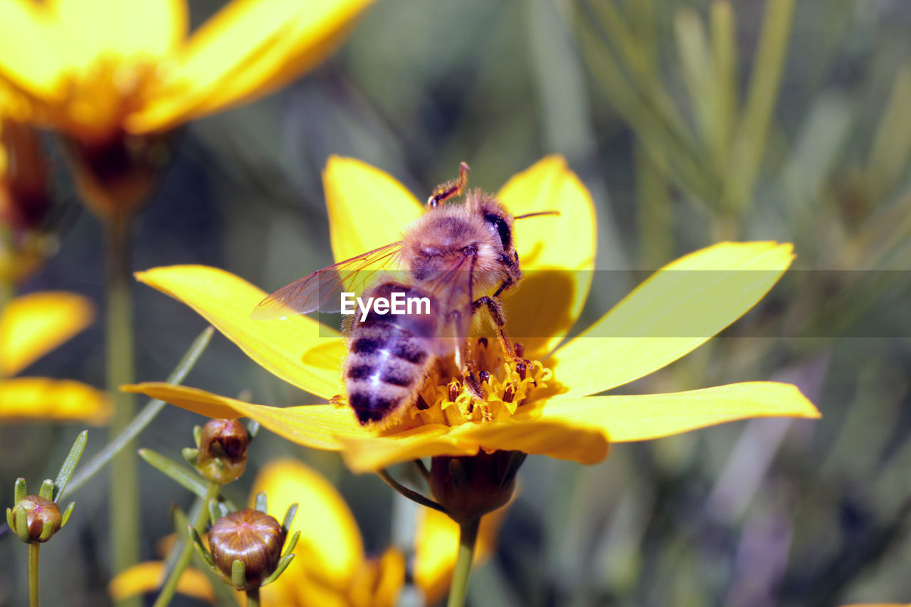 BUTTERFLY POLLINATING ON FLOWER