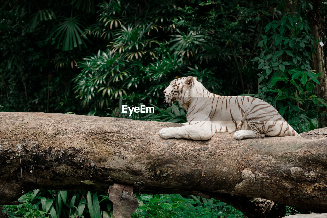 Side view of white tiger sitting on fallen tree in forest