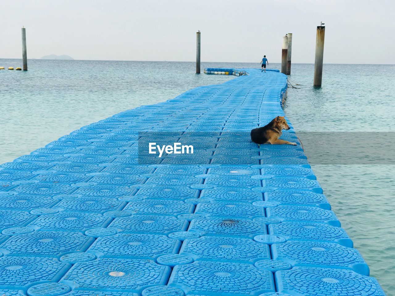 HIGH ANGLE VIEW OF DOG ON SWIMMING POOL AT SEA