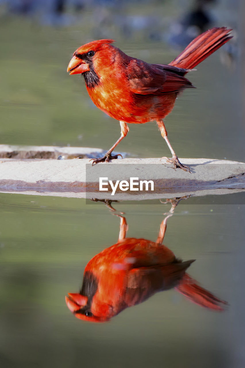 Close-up of a red cardinal bird and reflection