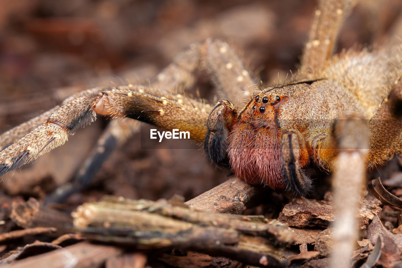 MACRO SHOT OF INSECT ON LAND