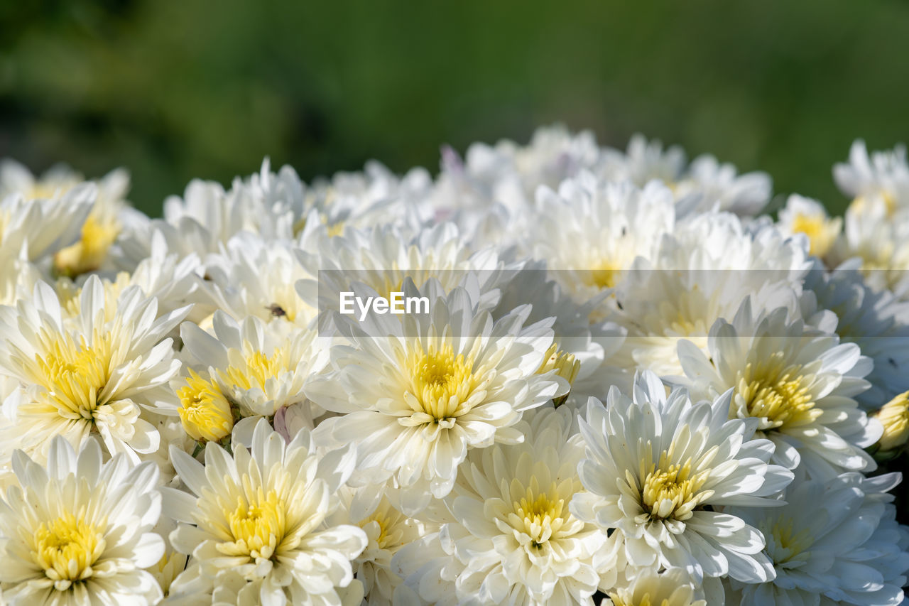 Close up of white chrysanthemums in bloom in the garden.