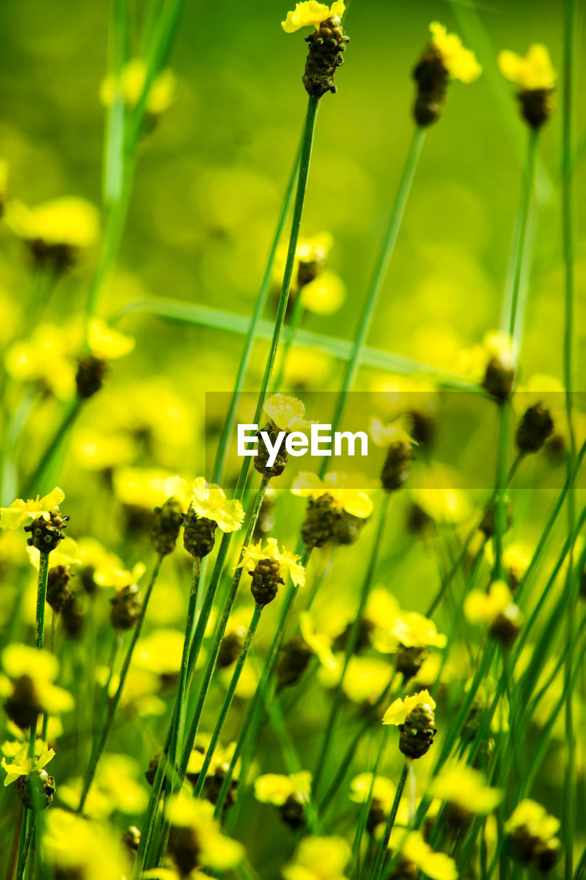 CLOSE-UP OF YELLOW FLOWERING PLANT