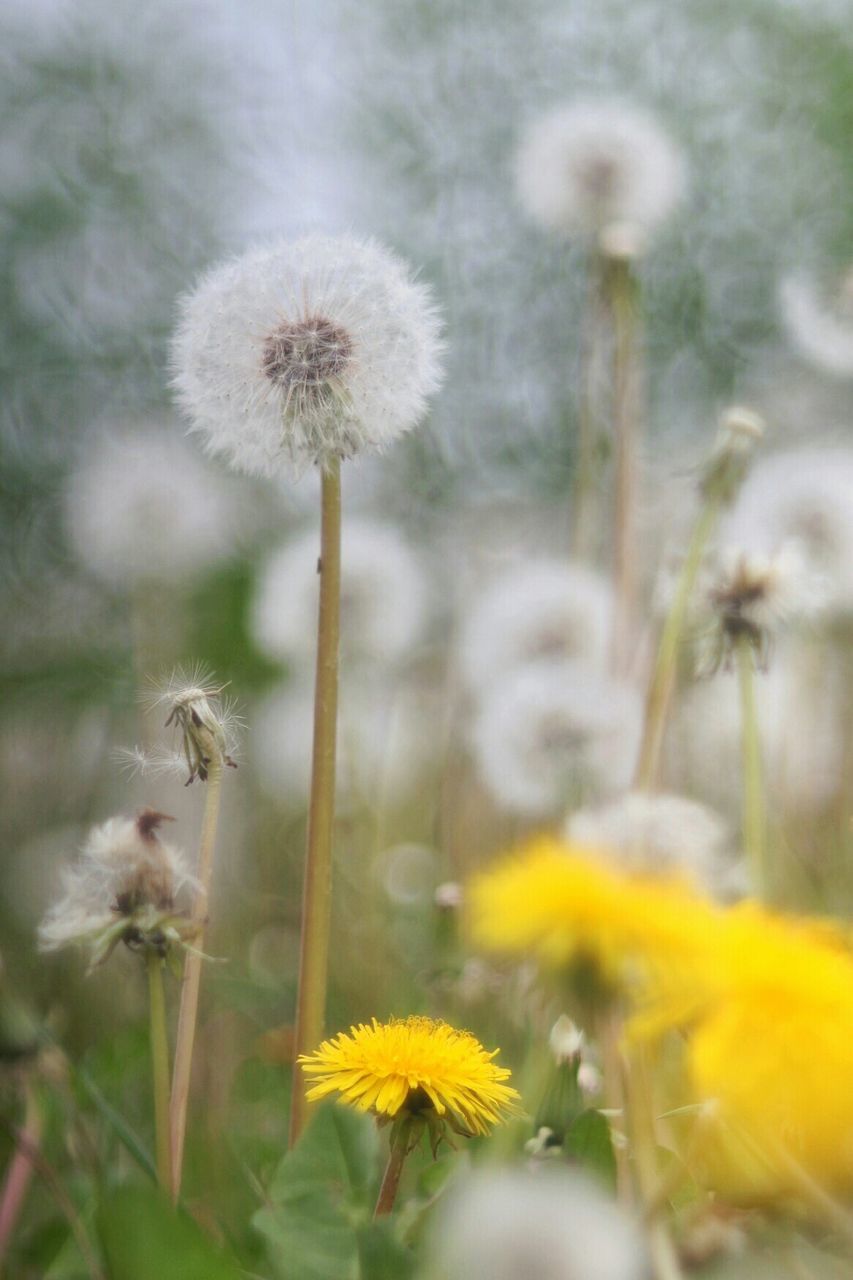 CLOSE-UP OF YELLOW DANDELION