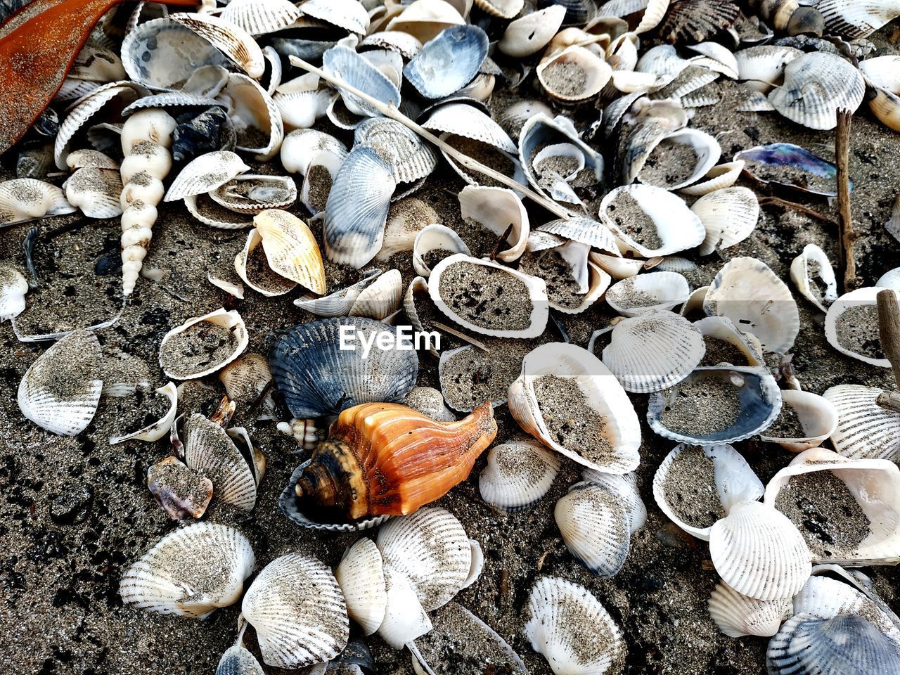 HIGH ANGLE VIEW OF SEASHELLS ON SHELL