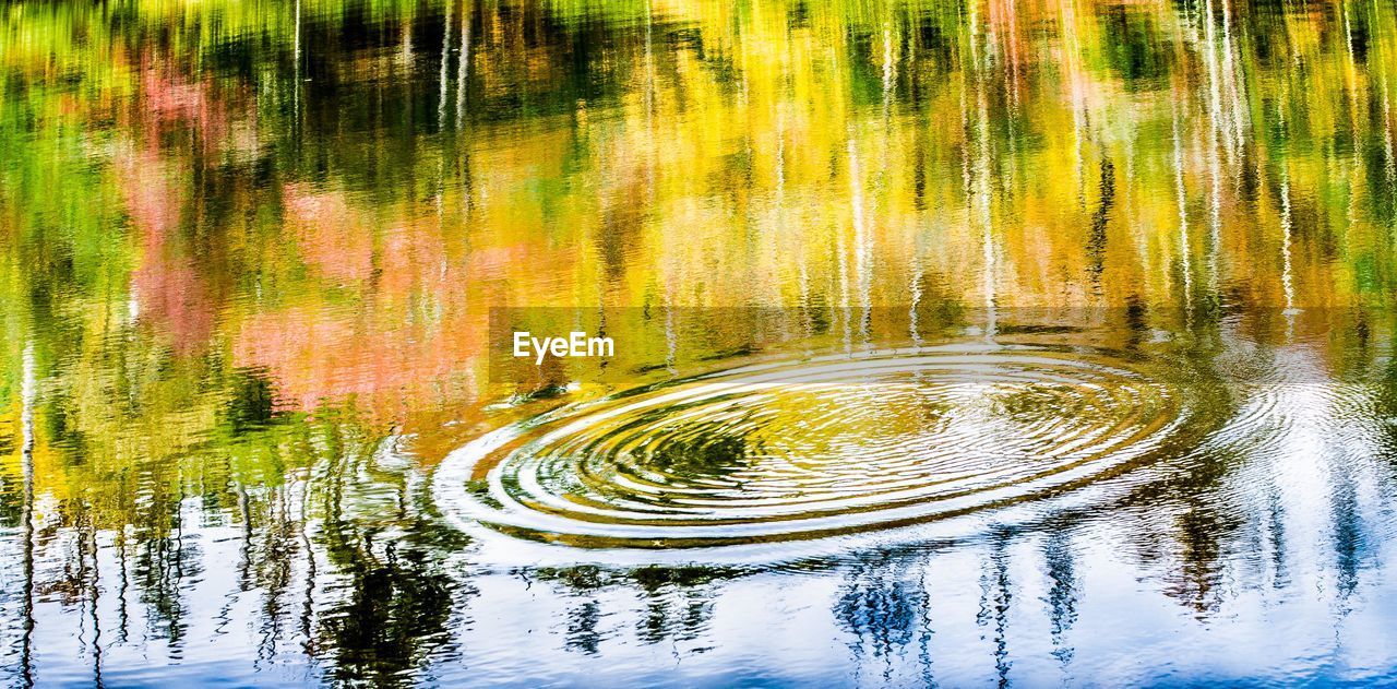 REFLECTION OF TREES IN WATER