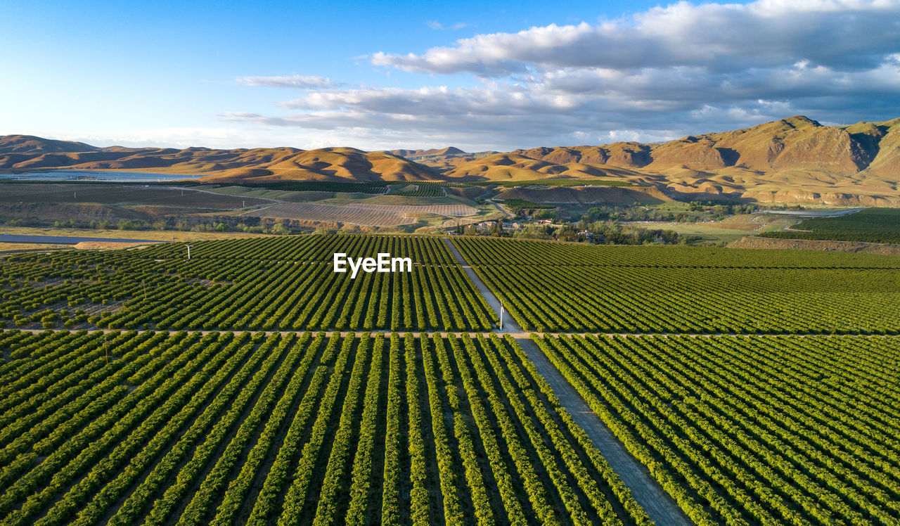 Olive plantation in bakersfield, california. beautiful sunset light