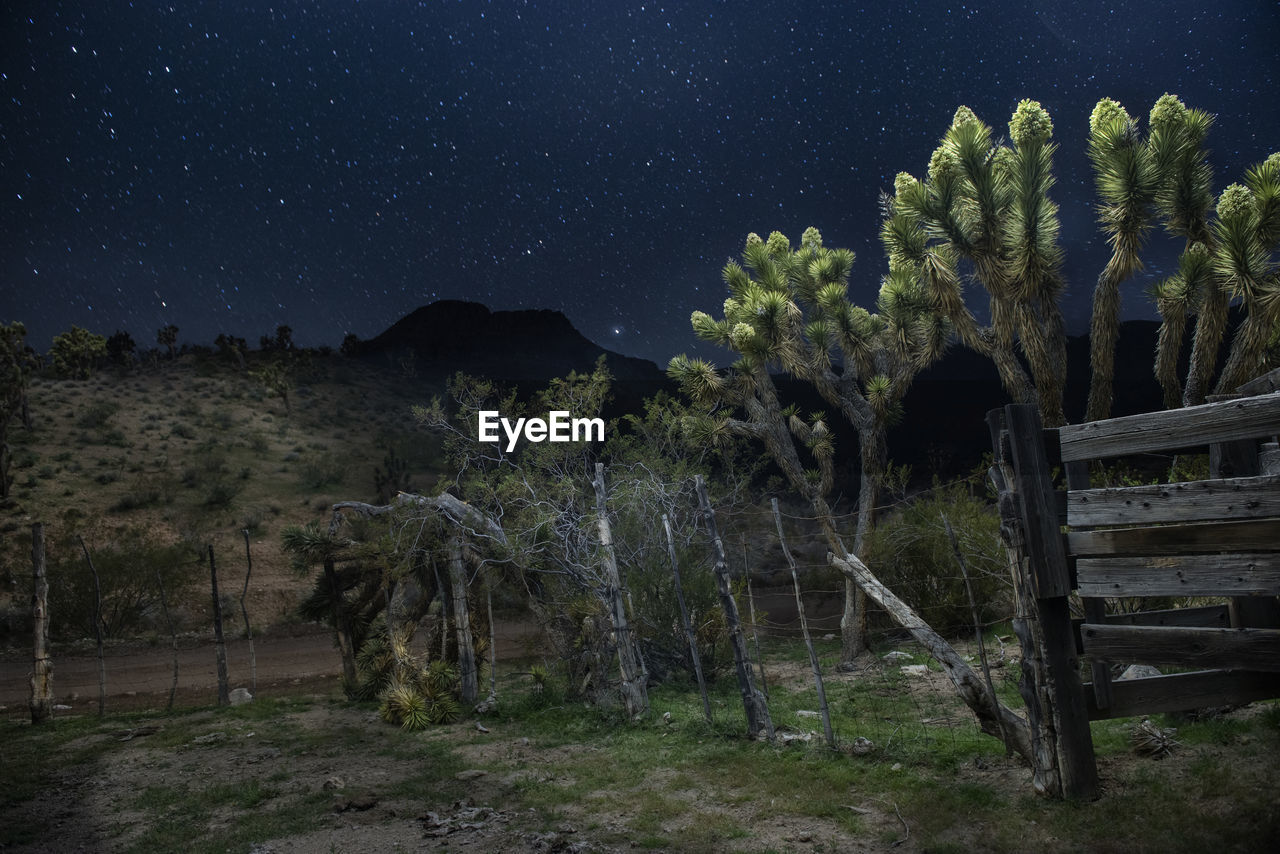 Long exposure night light paintings of joshua trees near virgin