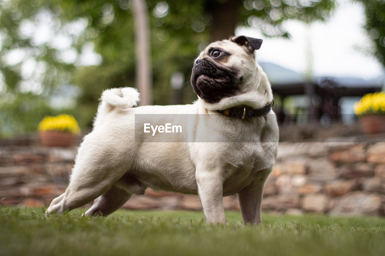 Portrait of a dog on field