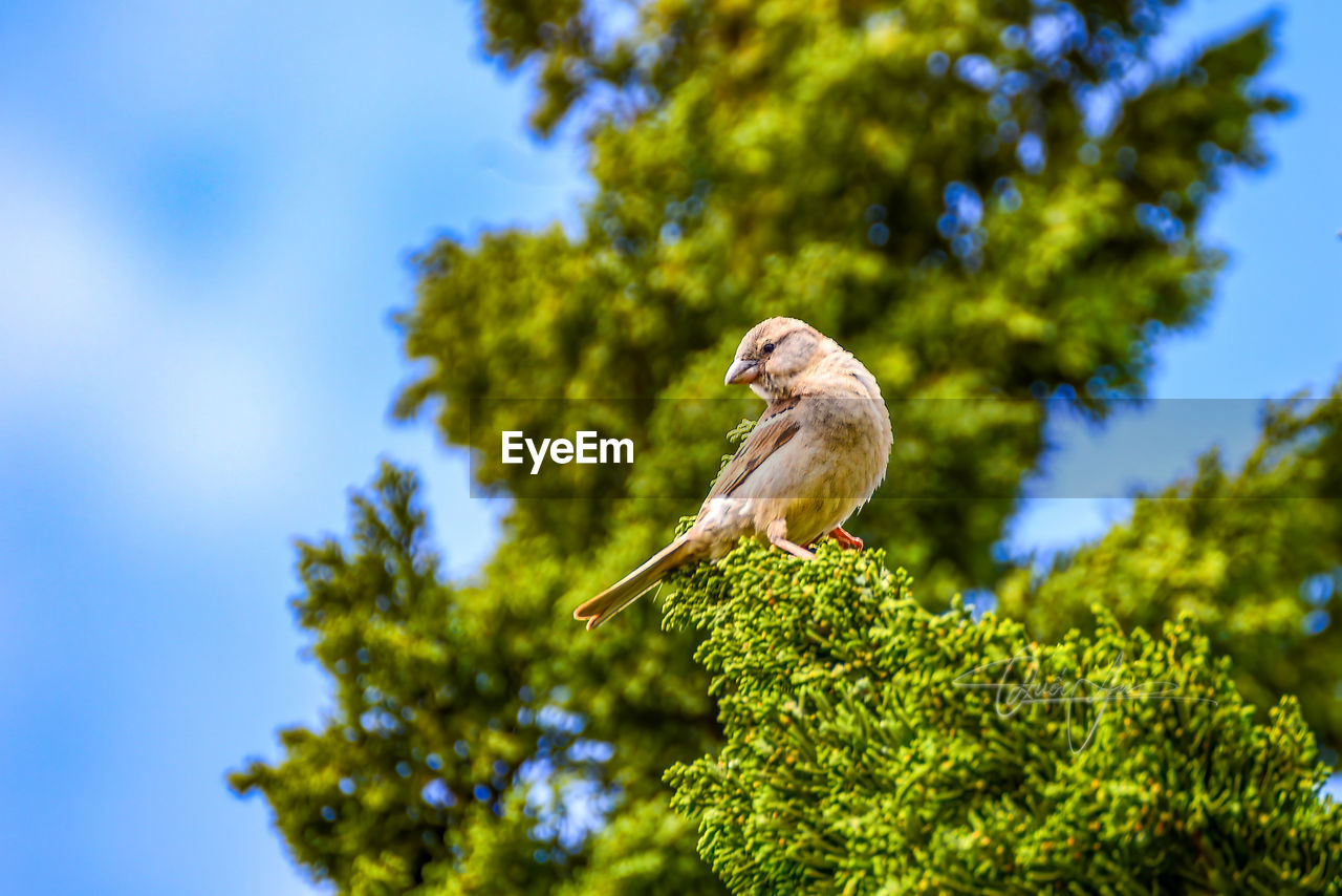 animal themes, animal, animal wildlife, bird, nature, tree, wildlife, green, one animal, plant, perching, branch, low angle view, sky, no people, flower, yellow, leaf, day, beauty in nature, outdoors, focus on foreground, blue, environment, growth