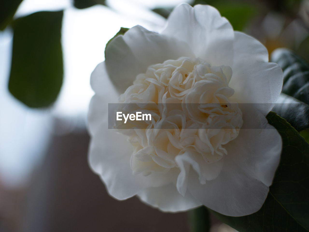 CLOSE-UP OF WHITE ROSES