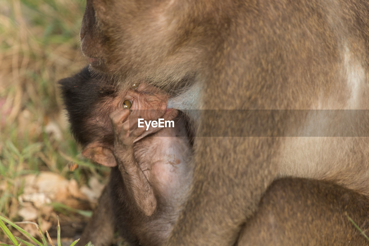Close-up of long-tailed macaque feeding infant at zoo