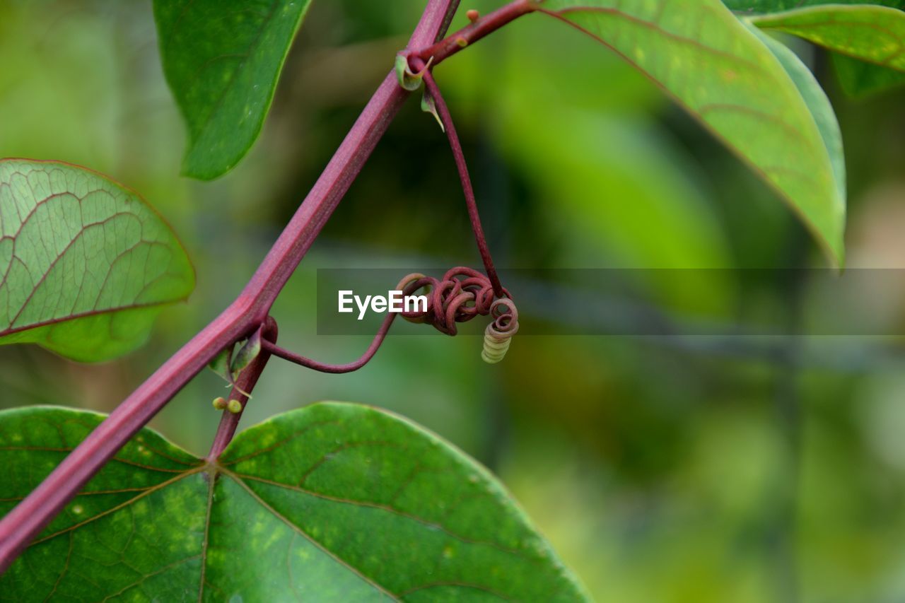 CLOSE-UP OF INSECT ON LEAF AGAINST TREE