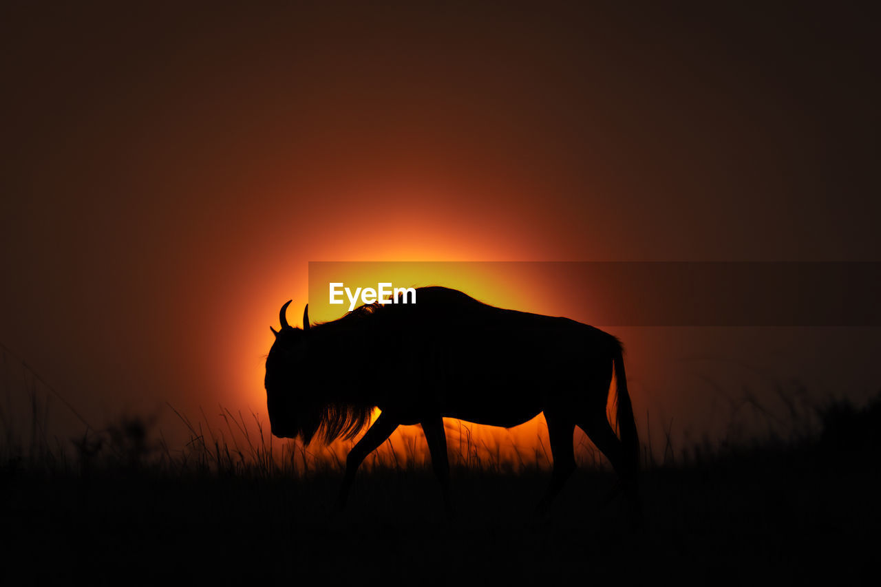 animal, animal themes, mammal, animal wildlife, silhouette, wildlife, sunset, no people, one animal, sky, nature, domestic animals, beauty in nature, side view, savanna, back lit, landscape, environment, full length, grass, outdoors, orange color, copy space, plant, night, safari