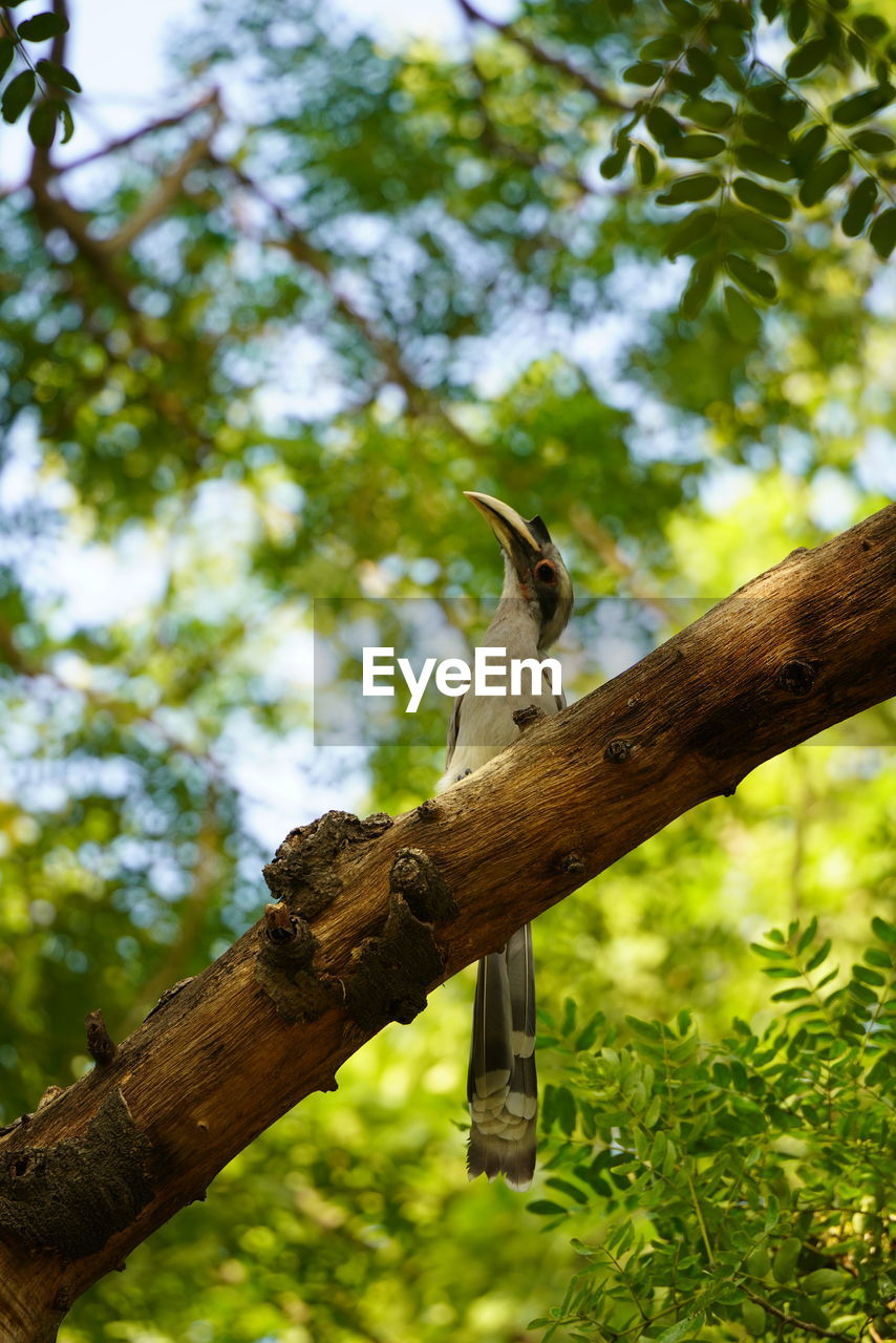 LOW ANGLE VIEW OF BIRD PERCHING ON BRANCH