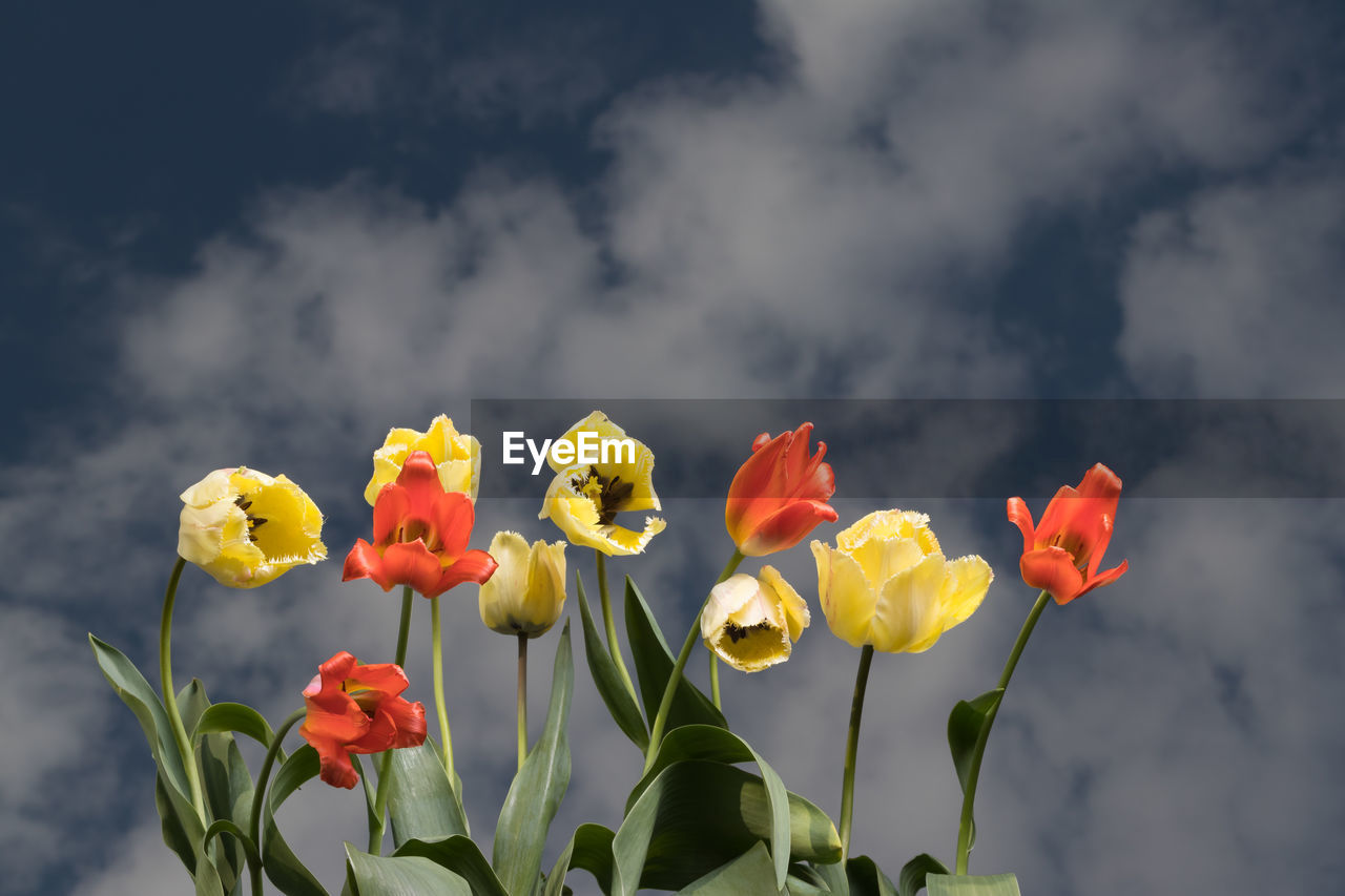Close-up of yellow tulips against cloudy sky