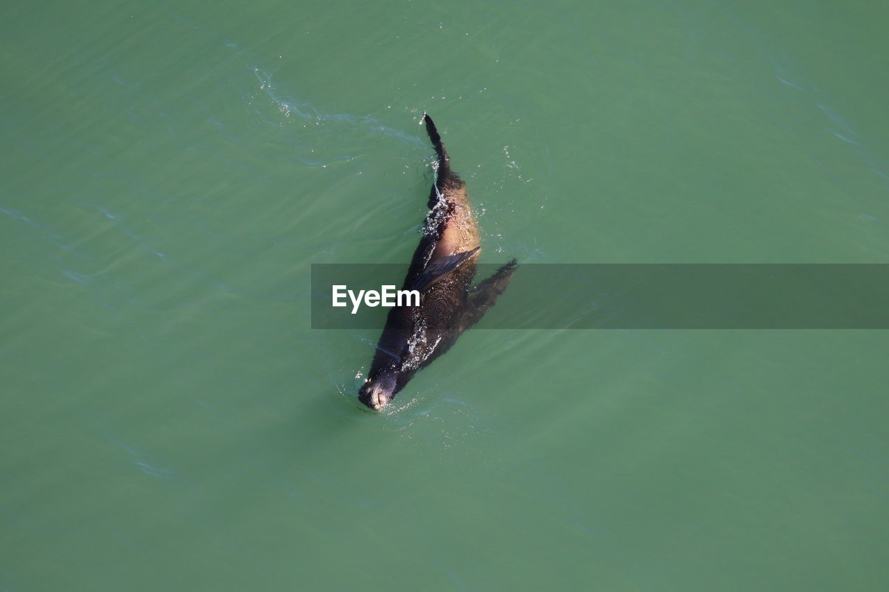 High angle view of sea lion swimming in sea