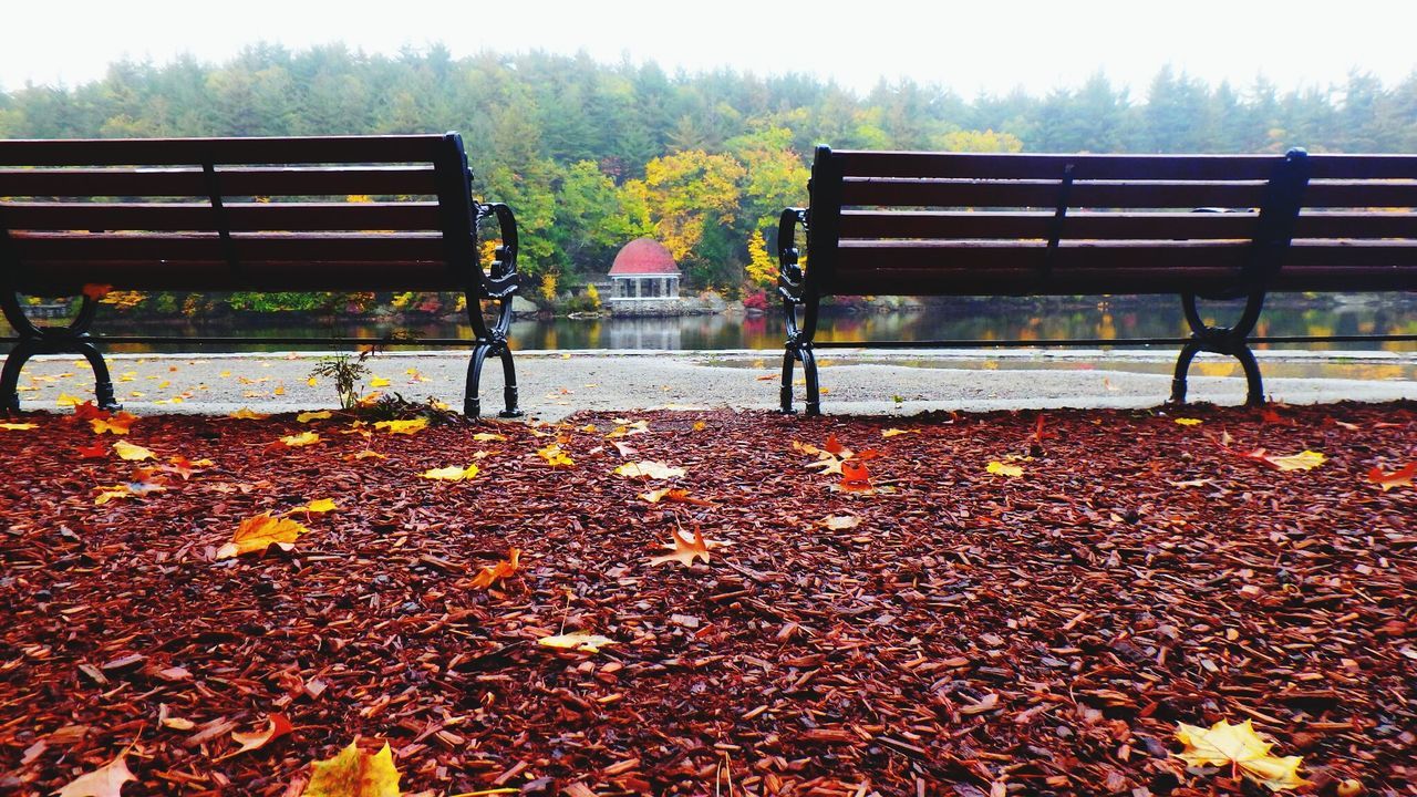 Autumn leaves fallen in park