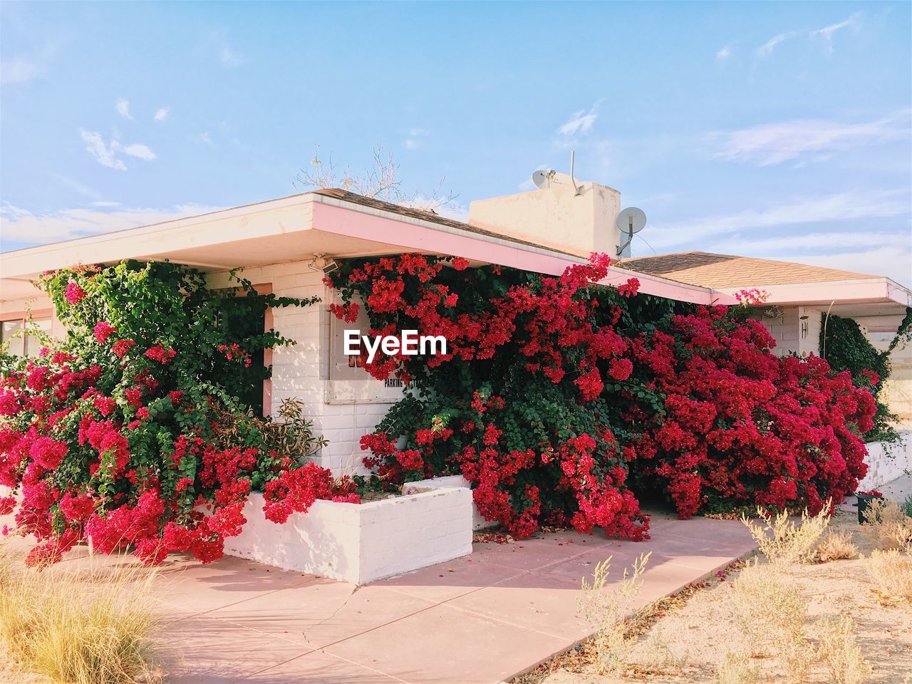 FLOWERS BLOOMING AGAINST HOUSE