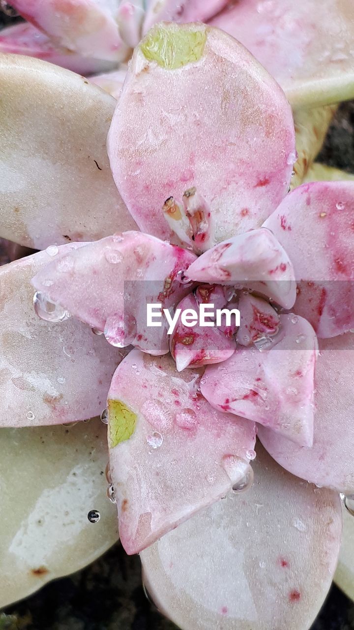 CLOSE-UP OF PINK ROSES