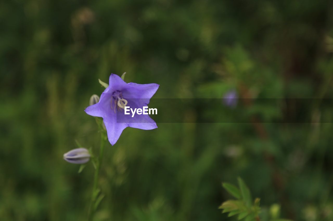 Close-up of flower blooming outdoors