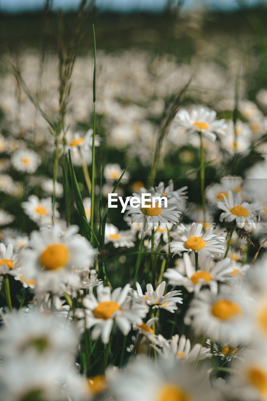 CLOSE-UP OF WHITE DAISY FLOWERS