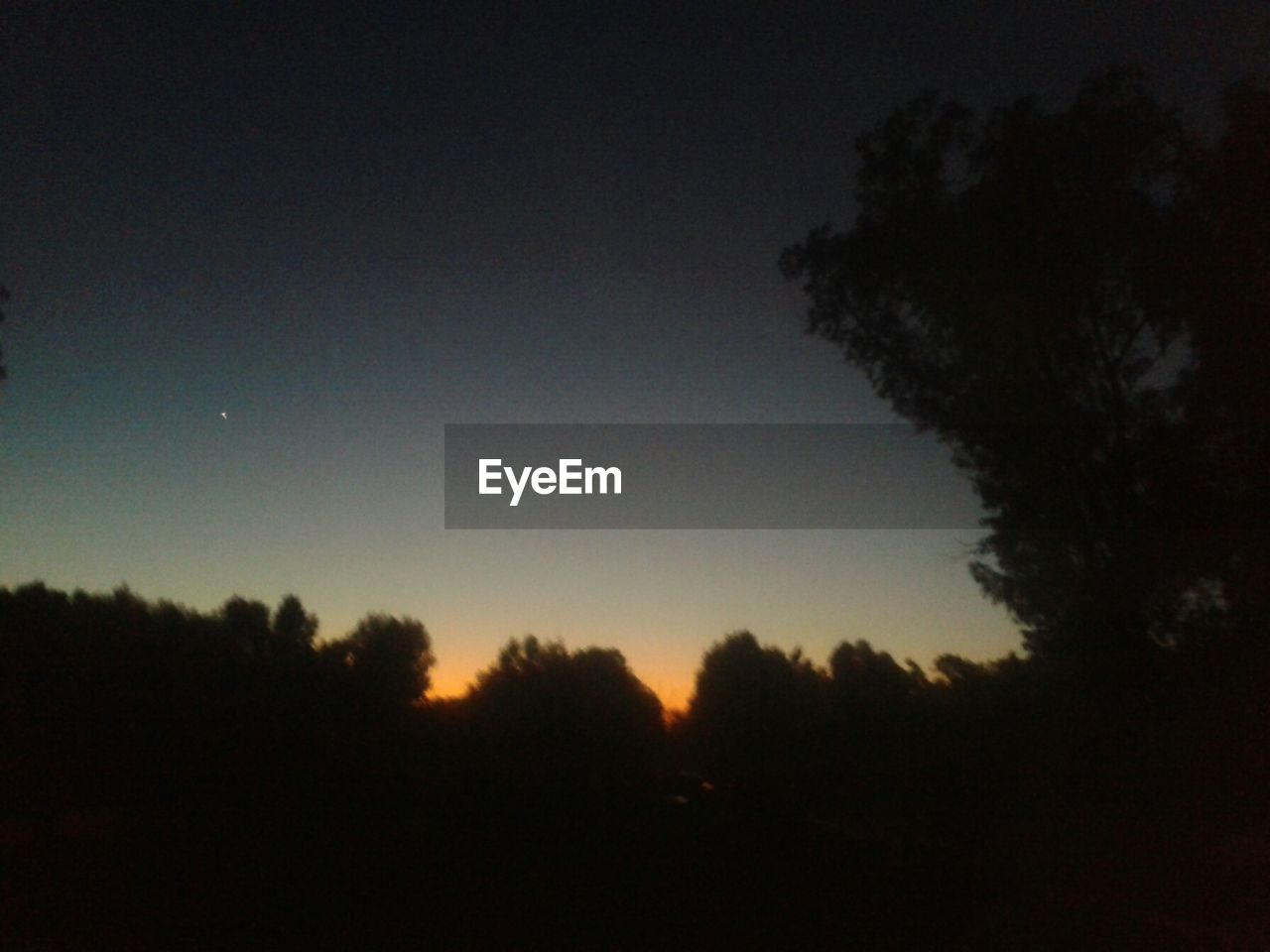 SILHOUETTE OF TREES AT SUNSET