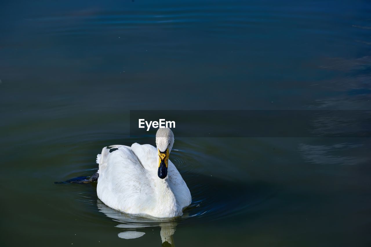 The bayanbulak lake is an important breeding ground for swans and other waterfowl