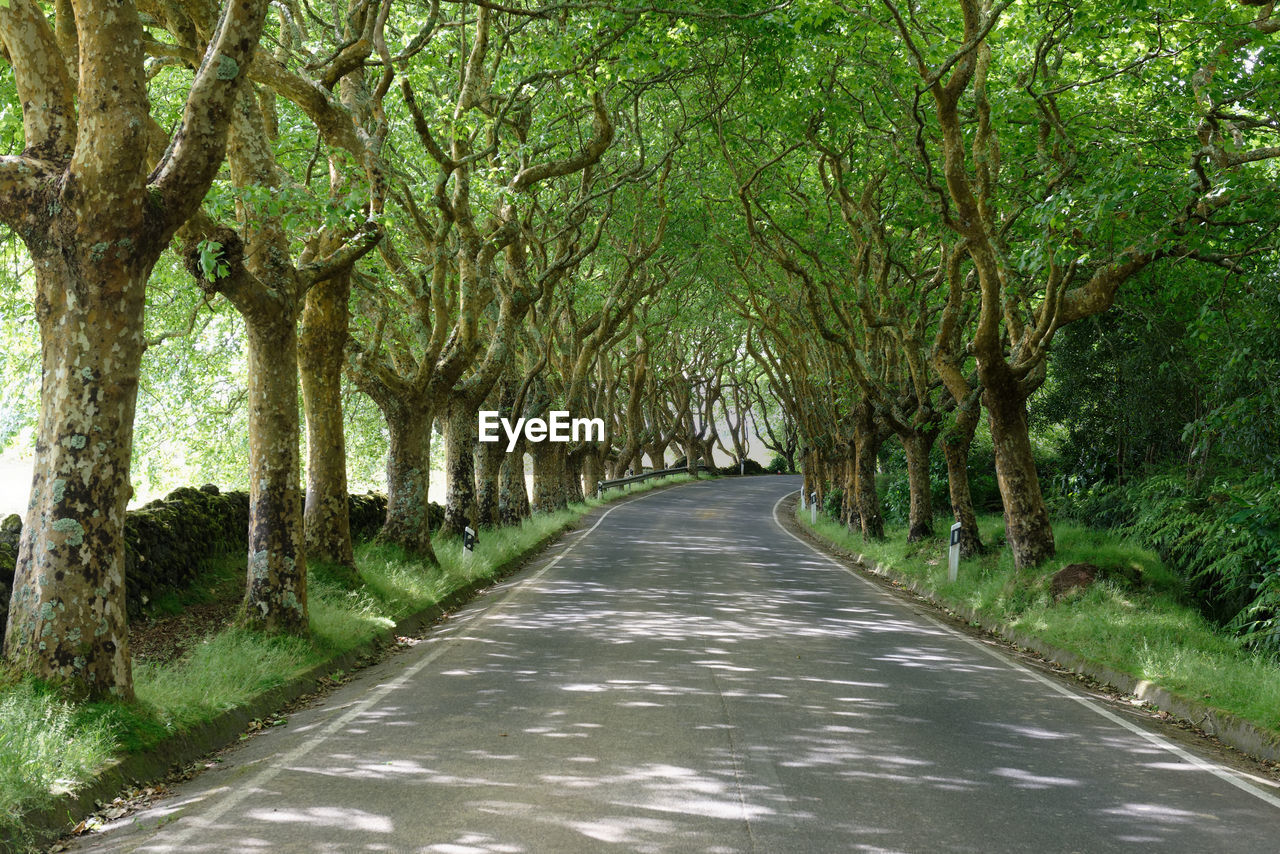 Empty road along trees in forest