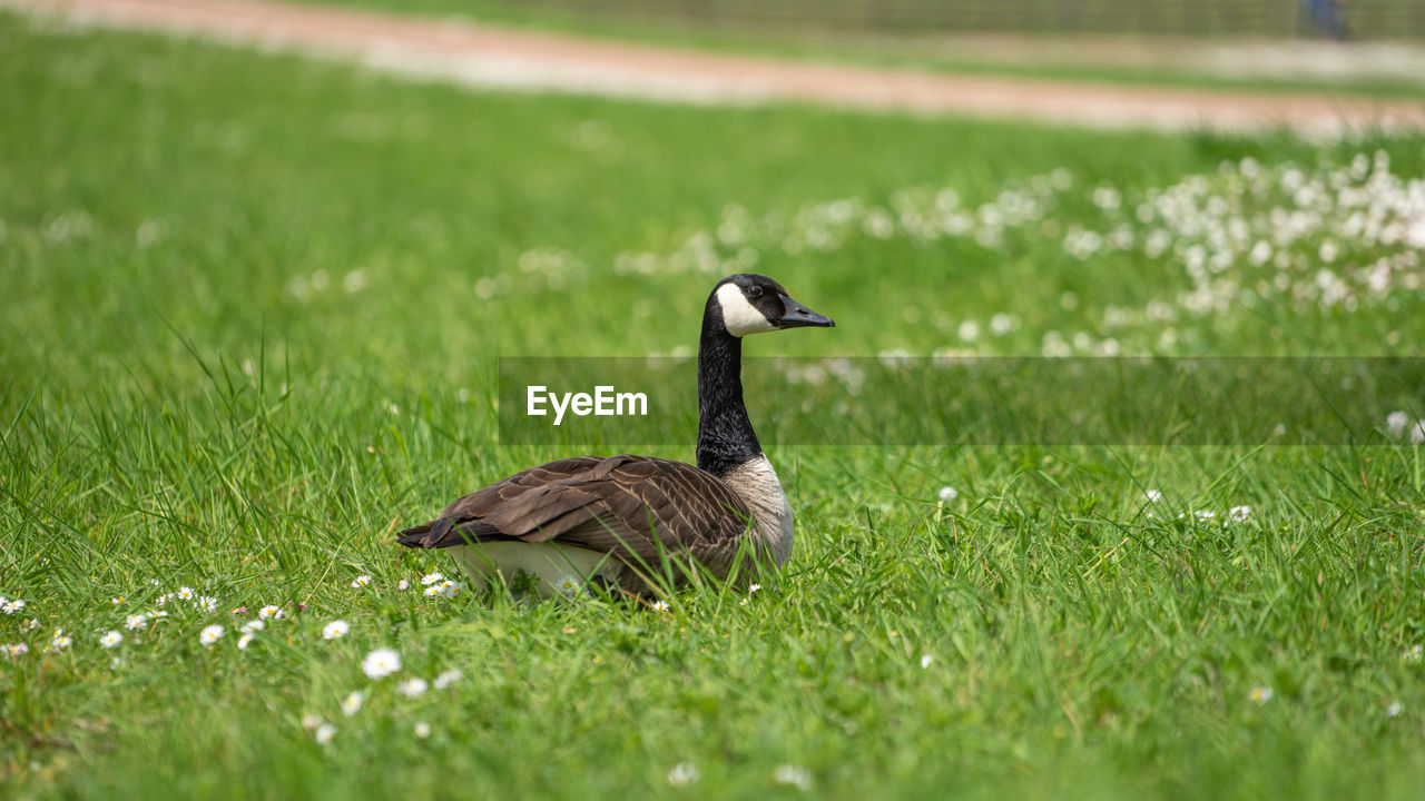 BIRD ON GRASS