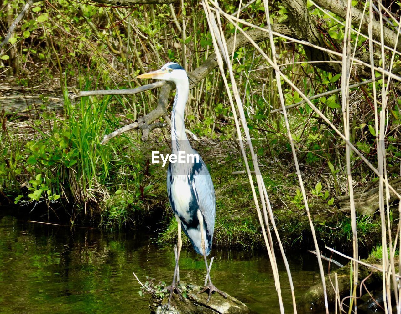 Gray heron perching on rock in lake