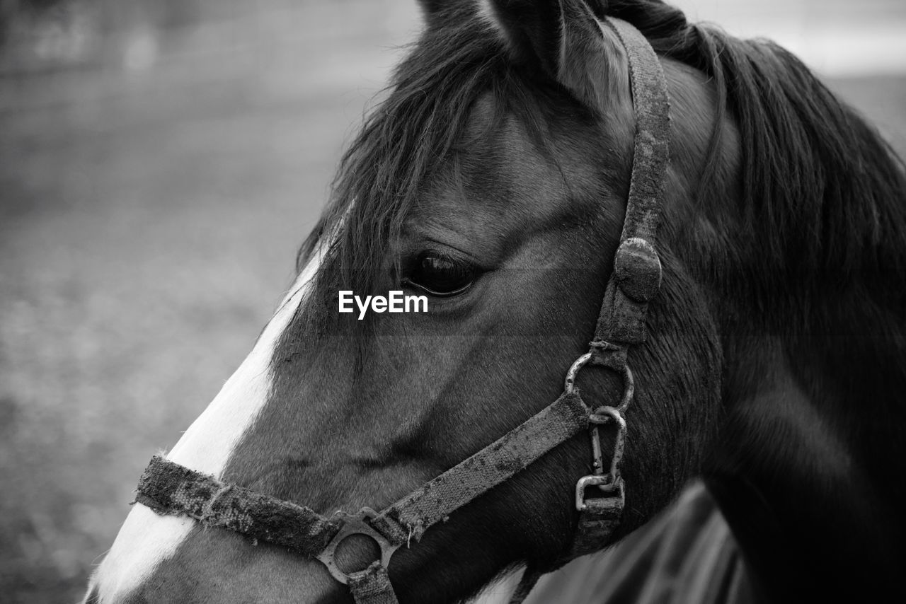 Close-up of horse in ranch