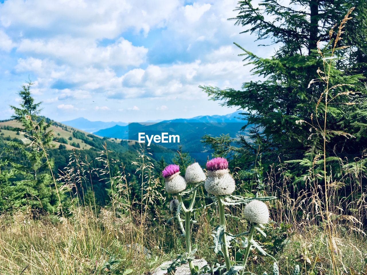 VIEW OF FLOWERING PLANTS ON FIELD