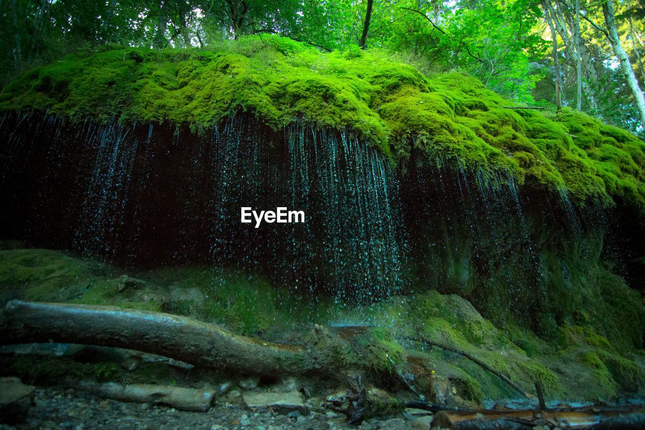 SCENIC VIEW OF RIVER FLOWING THROUGH FOREST