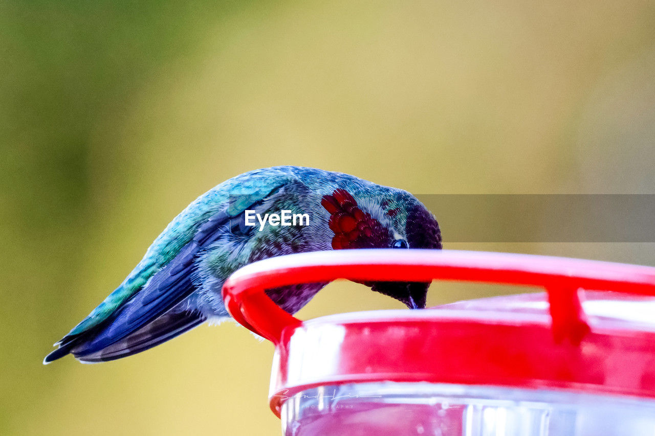 bird, animal themes, animal, blue, red, one animal, animal wildlife, close-up, macro photography, hummingbird, focus on foreground, green, no people, multi colored, wildlife, nature, outdoors, beak, day