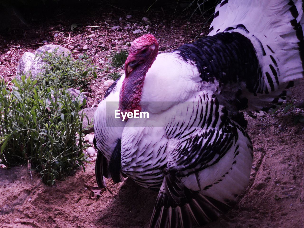 CLOSE-UP OF BIRD ON FIELD