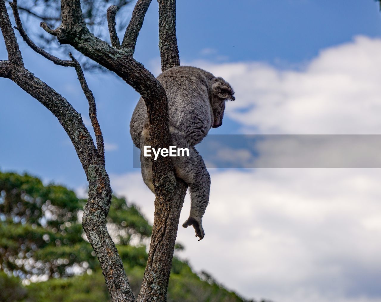 low angle view of monkey on tree against sky