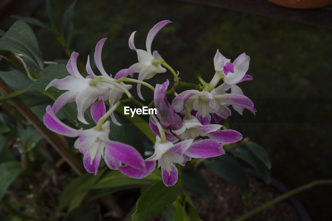 flower, plant, flowering plant, beauty in nature, orchid, freshness, nature, pink, close-up, purple, petal, growth, plant part, no people, fragility, leaf, inflorescence, flower head, botany, focus on foreground, outdoors, blossom