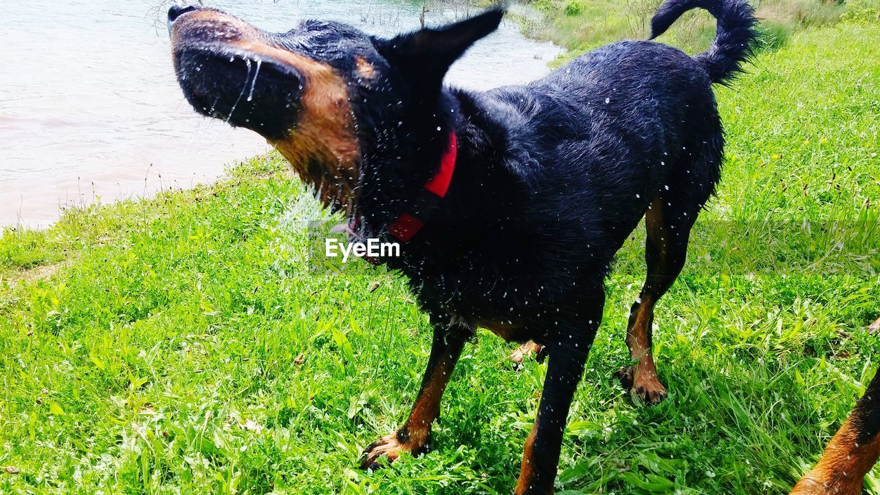 DOG ON GRASSY FIELD