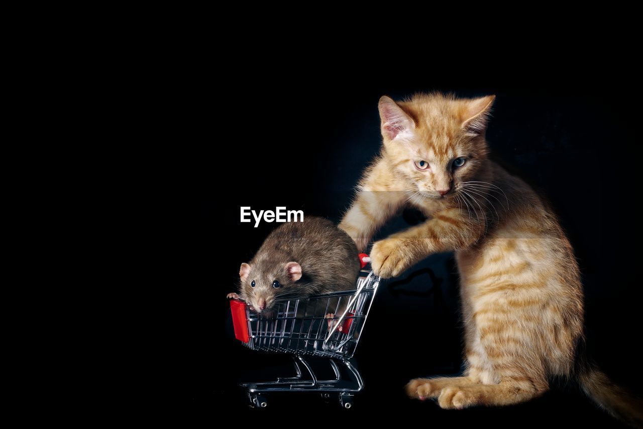 Cat with mouse on shopping cart against black background