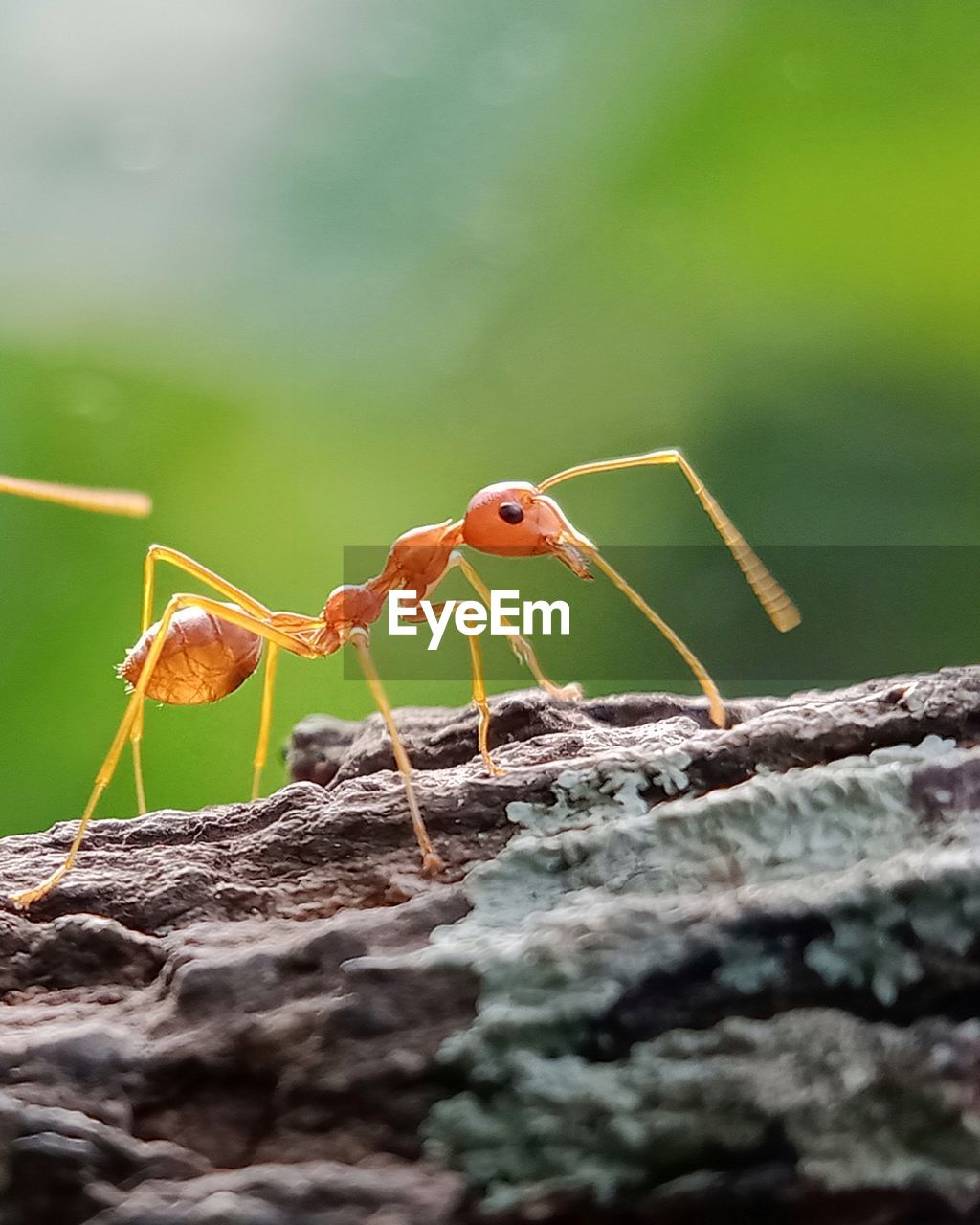 Close-up of red ant on wood.