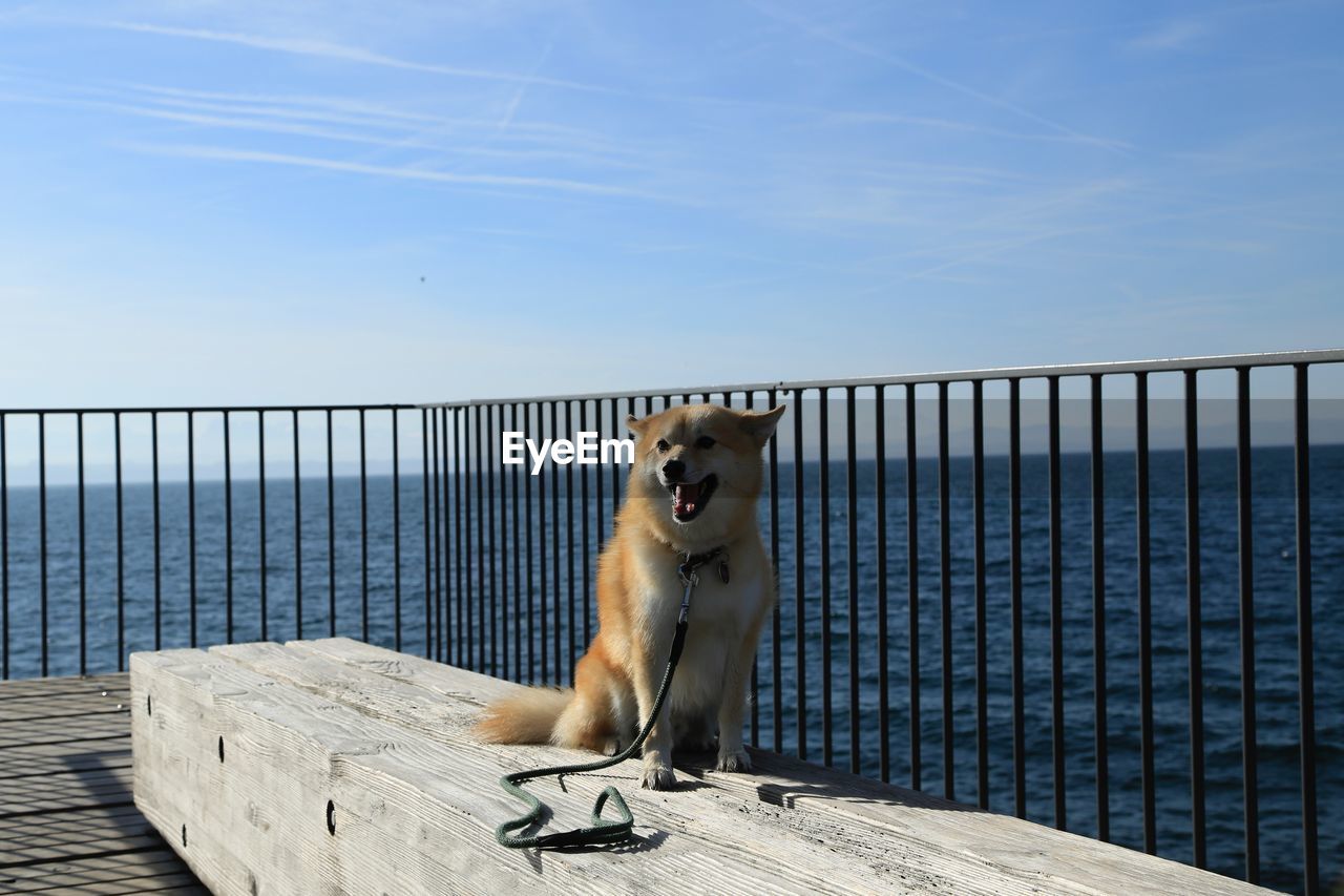 Dog sitting on pier against sky