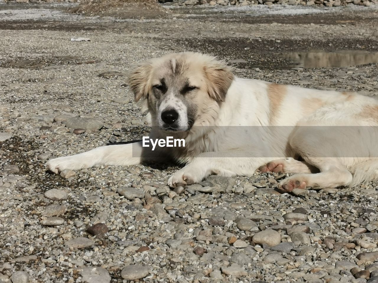 animal themes, pet, animal, one animal, dog, mammal, domestic animals, canine, relaxation, puppy, no people, land, golden retriever, nature, lying down, resting, day, carnivore, portrait, beach, sand, outdoors, young animal, sitting