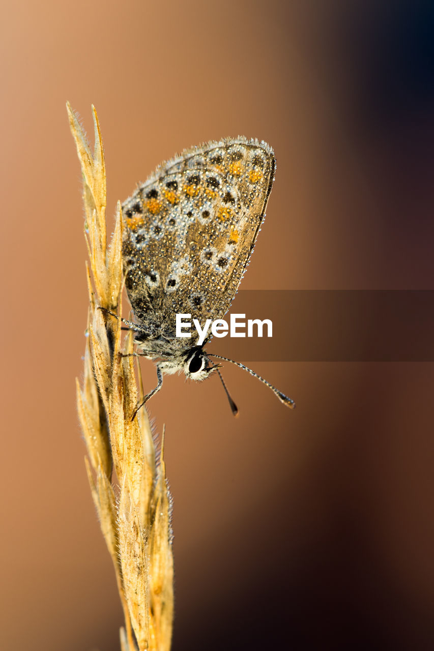 Close-up of butterfly on plant stem