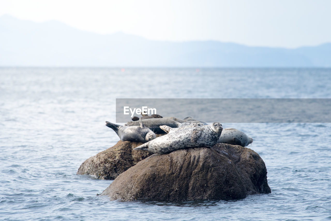 Seals on rocks in sea against sky