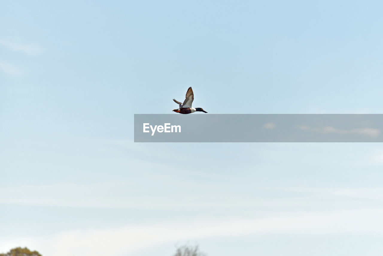 LOW ANGLE VIEW OF BIRDS FLYING OVER WHITE BACKGROUND